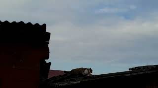 vlog March 28 2024 Starlings singing on a linden A stray cat on the roof [upl. by Urbain]