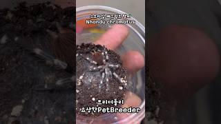 스트라입레드럼프 짧은 거식기간으로 탈피  Nhandu chromatus [upl. by Couhp]