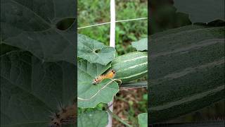 Notorious Caterpillar on Pointed Gourd shorts [upl. by Marr]