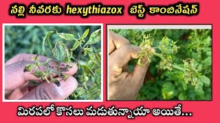 మిరపలో Hexythiazox 545 EC ఏ కాంబినేషన్ లో ఉపయోగించాలి  నల్లి పూర్తి నివారణ [upl. by Sivraj]