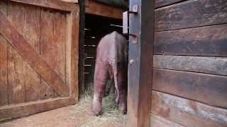 Rescue of orphaned baby elephant Ajabu  Sheldrick Trust [upl. by Kinchen]