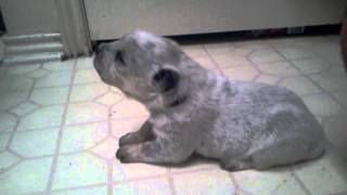 17 day old blue heeler howling [upl. by Bomke]