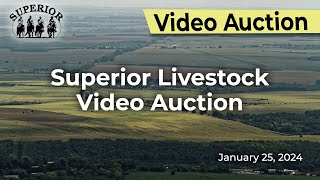 Superior Livestock Auction  Video Auction [upl. by Carrel]