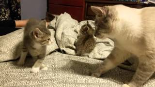 5 week old kitten vs daddy cat [upl. by Ataliah]