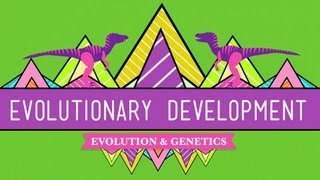 Evolutionary Development Chicken Teeth  Crash Course Biology 17 [upl. by Inajna]