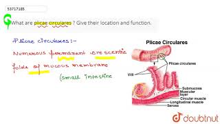 What are plicae circulares  Give their location and function  11  DIGESTION AND ABSORPTION [upl. by Evannia]