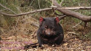 Tasmania Devil Monarto Safari Park [upl. by Garretson]