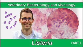 Listeria Part 1  Veterinary Bacteriology and Mycology [upl. by Ahteral]