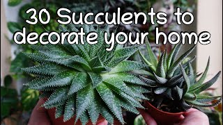 30 Low sunlight succulent names and care tips Indoor half shade succulents [upl. by Soma]