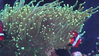 20 Gallon College Reef Tank Video [upl. by Cynde]