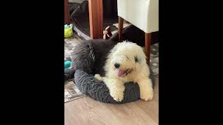 Heidi and Peter Old english sheepdog puppies [upl. by Eaned550]