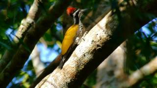 Greater Flameback woodpeckers near Maredumilli  East Godavari district  Andhra Pradesh  India [upl. by Harrat]