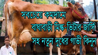 সবচেয়ে কমদামে বাঘাবাড়ী মিল্কভিটার জার্সি গাভী সহ নতুন দুধের গাভী কিনুন 01308373492 imo [upl. by Gunilla]