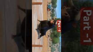 Ferdinand dance video Horses vs Bulls So 🤣🤣😝 edit dance comedy trailer part1 [upl. by Jobi422]