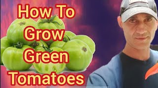 Green Tomato Planting Method [upl. by Carter]