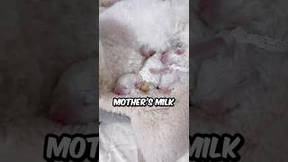 Why Bichon Frise Puppies Need Their Mothers Milk bichonlover shorts bichonfrise dog pets [upl. by Fortna121]