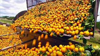 COMO se HACE el JUGO de NARANJA industrial 🍊 Producción en MASA de ZUMO de NARANJA [upl. by Atener703]