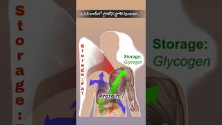 Proteincarbohydratesfatsadipose tissuelivermuscle [upl. by Lesh]