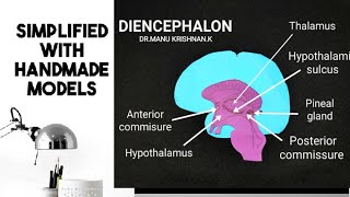 Neuroanatomy Diencephalon Part1Introduction and Thalamus in detail [upl. by Rech604]