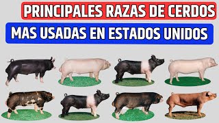 8 principales razas de cerdos que se crían comúnmente en los Estados Unidos [upl. by Aiciram548]