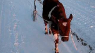 Ox in Training Calf Pulling Sleigh [upl. by Thorsten]