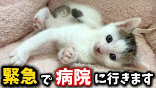 生後1ヵ月を迎えた子猫たちの具合が悪く急いで病院に行く事になりました [upl. by Elpmet197]