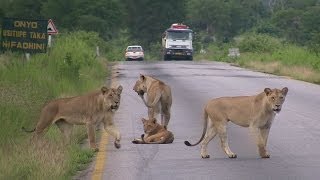 Pride of LIONS crossing the road  Mikumi National Park Tanzania [upl. by Kerin]