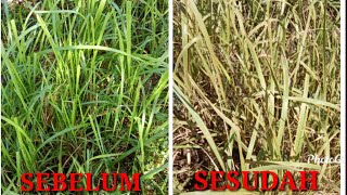 RACUN RUMPUT ALAMI BASMI TUMBUHAN ILALANG [upl. by Ylac]