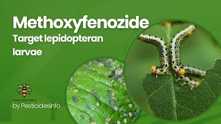 Methoxyfenozide Insecticide Mode of Action formulation Uses and Benefits for Pest Control [upl. by Mohandas]