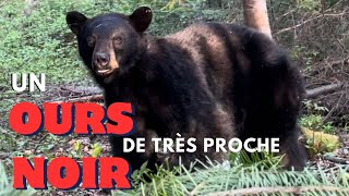 Chasse à l’ours noir 2024 à l’arbalète Lac StJean [upl. by Idalia]