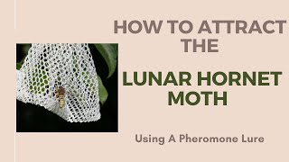 Attracting moths A beginners guide on how to use a pheromone lure [upl. by Attaymik778]