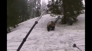 Bliskie spotkanie z niedźwiedziem  Tatry Niżne [upl. by Eevets]