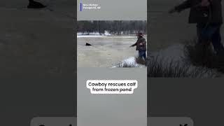 Great job Cowboy jumped into action to help rescue calf from a neighbors frozen pond using lasso [upl. by Jeffcott]