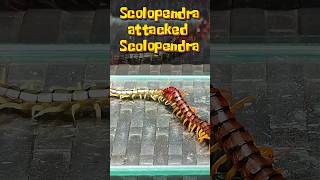 Scolopendra attacked Scolopendra [upl. by Aynek]