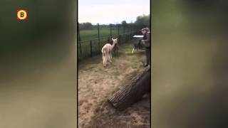 Pasgeboren alpaca in Tilburg voor het eerst naar buiten [upl. by Harleigh]