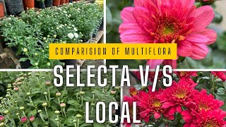 quotMultiflora Comparison Selecta vs Local Varieties  Superior Flower Size amp Longevityquot [upl. by Hnad492]