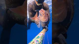 Nice snapper really deep spearfishing fishing capri amalficoast [upl. by Joellyn353]