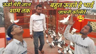 Rimiya Bhai Ke Jod Wale Kabootar  निले दुबाज कल्सिरे छाप दार कबुतर  Arshad Idrisi [upl. by Assyn]