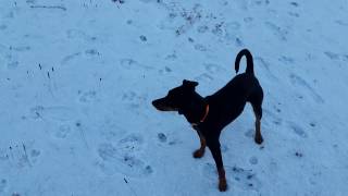 Deutscher Pinscher Buddy 7 Monate Erste Begegnung mit Schnee [upl. by Madelena]