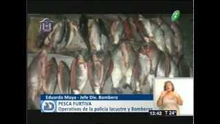 Pesca furtiva [upl. by Zilvia]