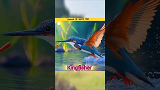 Kingfisher bird driving By Facts 4 War shorts [upl. by Mair]