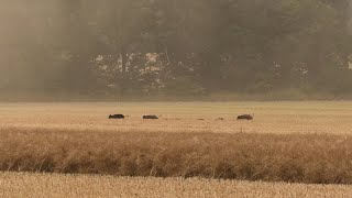 Erntejagd auf Sauen am Raps  Jagdkrone [upl. by Nakasuji]