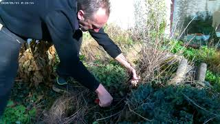 Pruning Nepeta and Perovskia [upl. by Ramu]