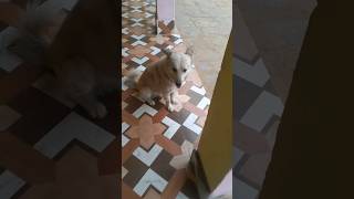 Dog barking sound very loudly shorts viral new [upl. by Idelia871]