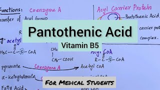 Pantothenic Acid  Functions Dietary Sources Deficiency Manifestations [upl. by Swehttam]