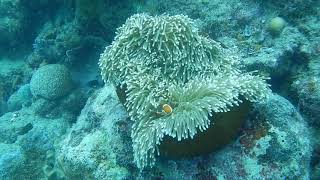 Finding Nemo on the Great Barrier Reef [upl. by Beshore]