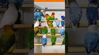 Visiting a Bird Shop full of Parakeets and Budgies [upl. by Layod]