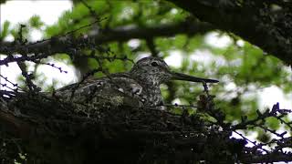 Nordmann’s Greenshank  WCS Russia [upl. by Farver]