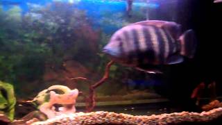 very very aggressive tilapia buttikoferi 12inch [upl. by Alyhs]