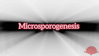 Microsporogenesis notes 2danimation neet [upl. by Onitnelav]